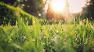 grass closeup with sun